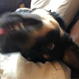 Meet your Posher, Riley